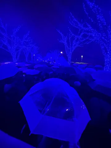 青い光の静かな森