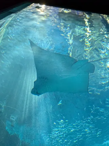 静寂の海を舞う、優雅な姿