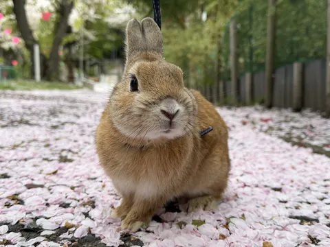 桜舞う道で佇むうさぎ