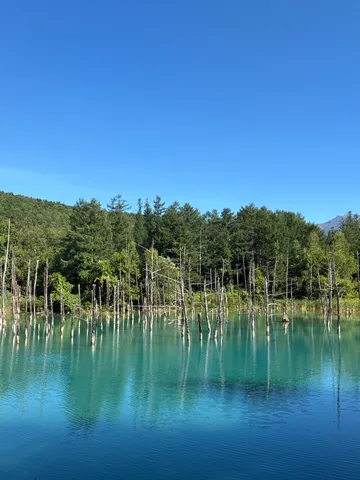 神秘的な青の世界、静寂の木々