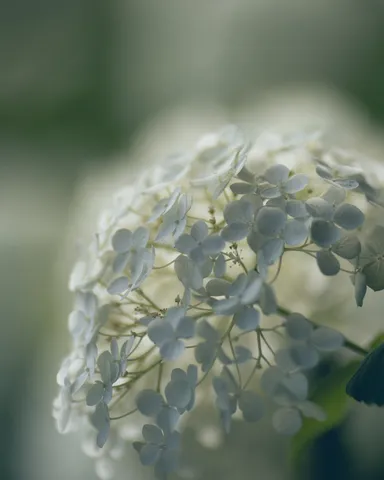 儚くも優しき、白き花霞