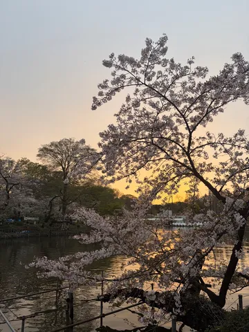 茜空に染まる水辺の桜