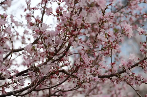 春風に揺れる桜、儚げな薄桃色