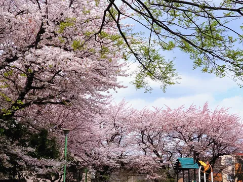 花霞む公園の情景