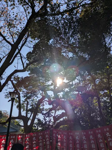 木漏れ日輝く奉納幕の風景