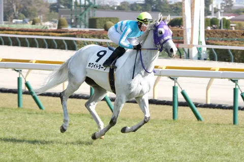 疾走する静寂、風を纏う白馬