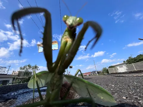 カマキリ、見上げる青空