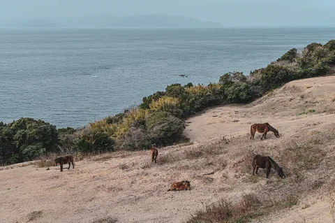 海辺の丘で草を食む馬たち