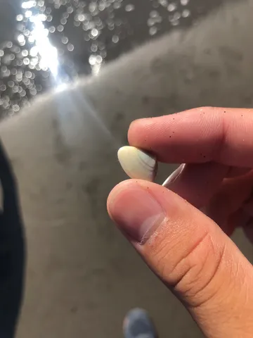 波光の中の小さな貝