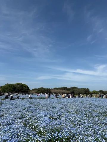 空と青い絨毯