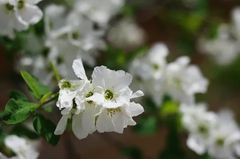雨上がりの白花
