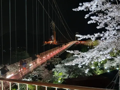 夜空に映える吊り橋と桜