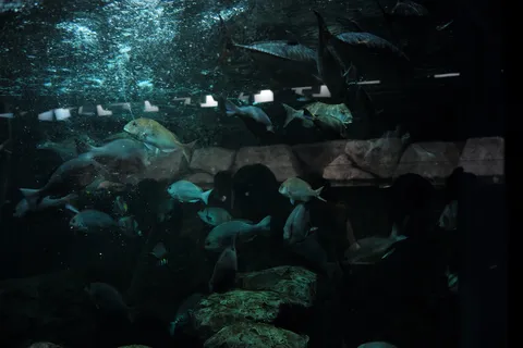 深海に潜む神秘的な魚たち