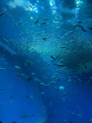 青の世界、魚たちのオーケストラ
