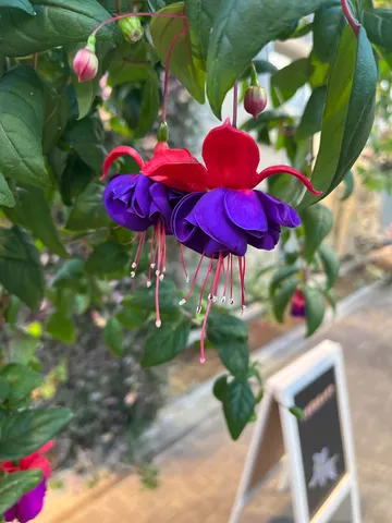 赤と紫が踊る花歌