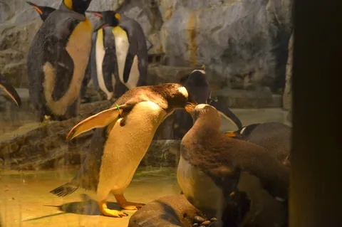 寄り添うペンギンたち
