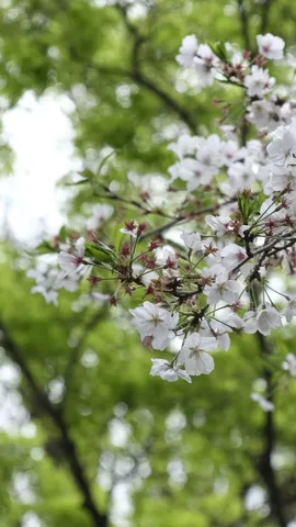 風に揺れる、淡い桜の囁き