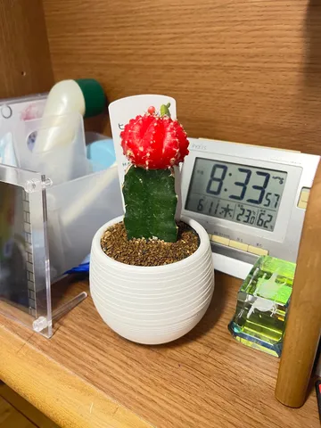 赤と緑の静かな瞬間