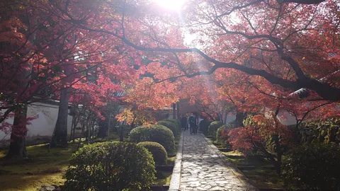 光のシャワー降る紅葉道