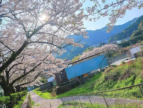 光が降り注ぐ桜並木