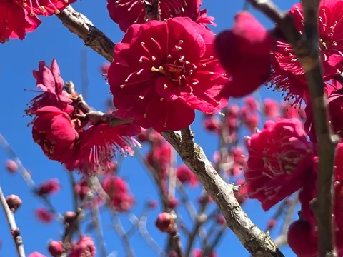 春告げる紅の吐息