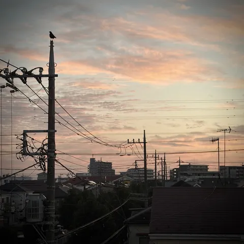 夕暮れの電線と鳥の影