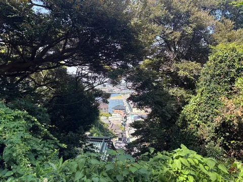 樹間に広がる港の景色
