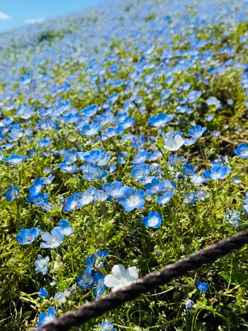 青い花の海が広がる