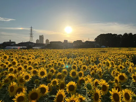 ひまわり畑を照らす夕陽