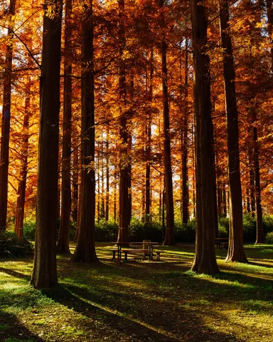 紅葉に染まる、誘惑のベンチ