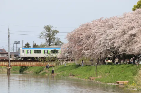 桜と電車の春日和