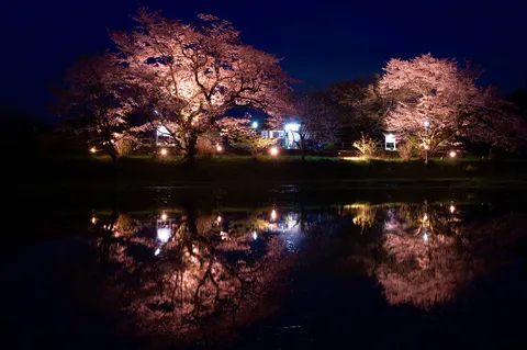 夜桜が映し出す幻想的な水鏡