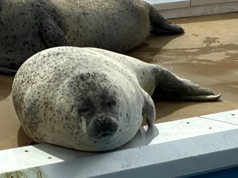 まどろむアザラシ、日向ぼっこ