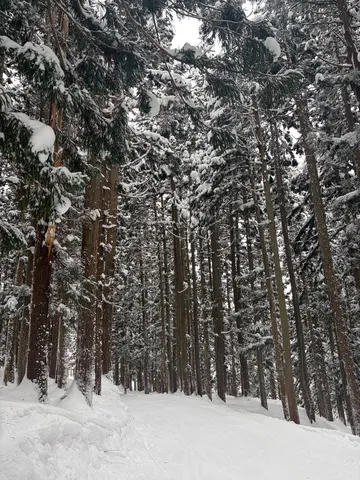雪降る森の散歩道