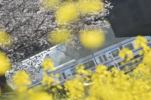 春を運ぶ列車と花