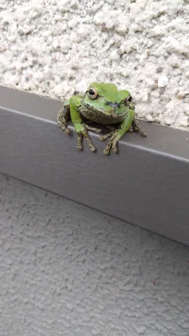 じっとこちらを見るカエル