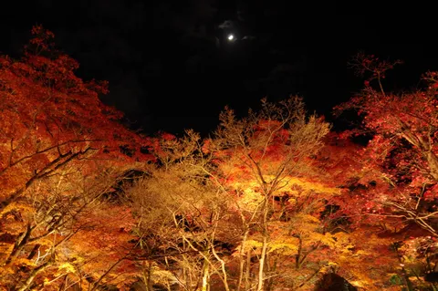 闇夜に燃え立つ紅葉