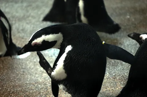ペンギンの痒い？スポット