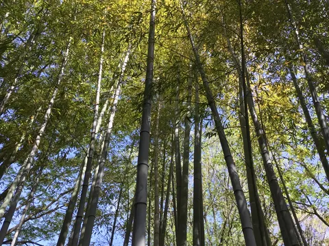竹林の風と光のダンス