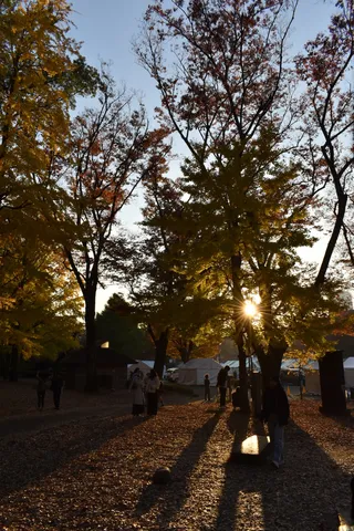 木漏れ日の公園、秋の彩り