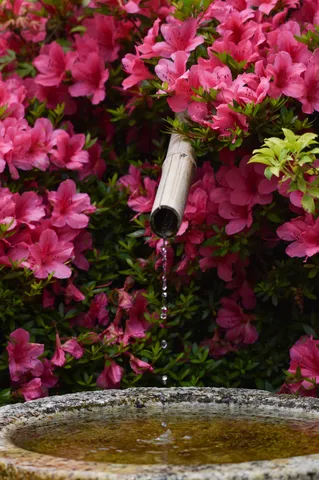 瑞々しい水滴、彩る花