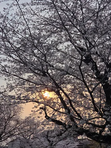 儚い桜と夕陽のコントラスト