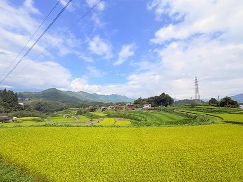 黄金色の田園と青い空