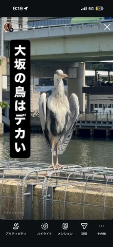 都会の巨大な鳥、驚きの出会い