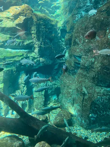 水槽の静かな風景