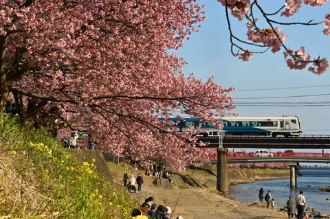 桜舞う川辺、列車が駆ける