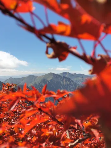 深紅の葉が彩る絶景