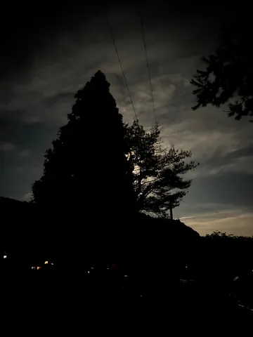 月夜に浮かぶ木々の影
