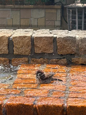 夏バテ気味？水浴び大好きスズメ