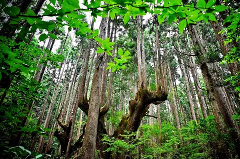 古木と緑の森の神秘